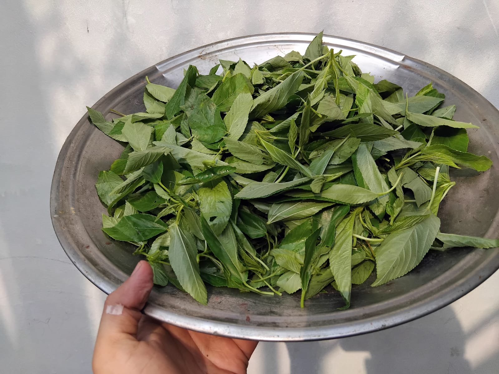 ধুলোমাখা শৈশব ও সতেজ পাট শাকের ঘ্রাণ